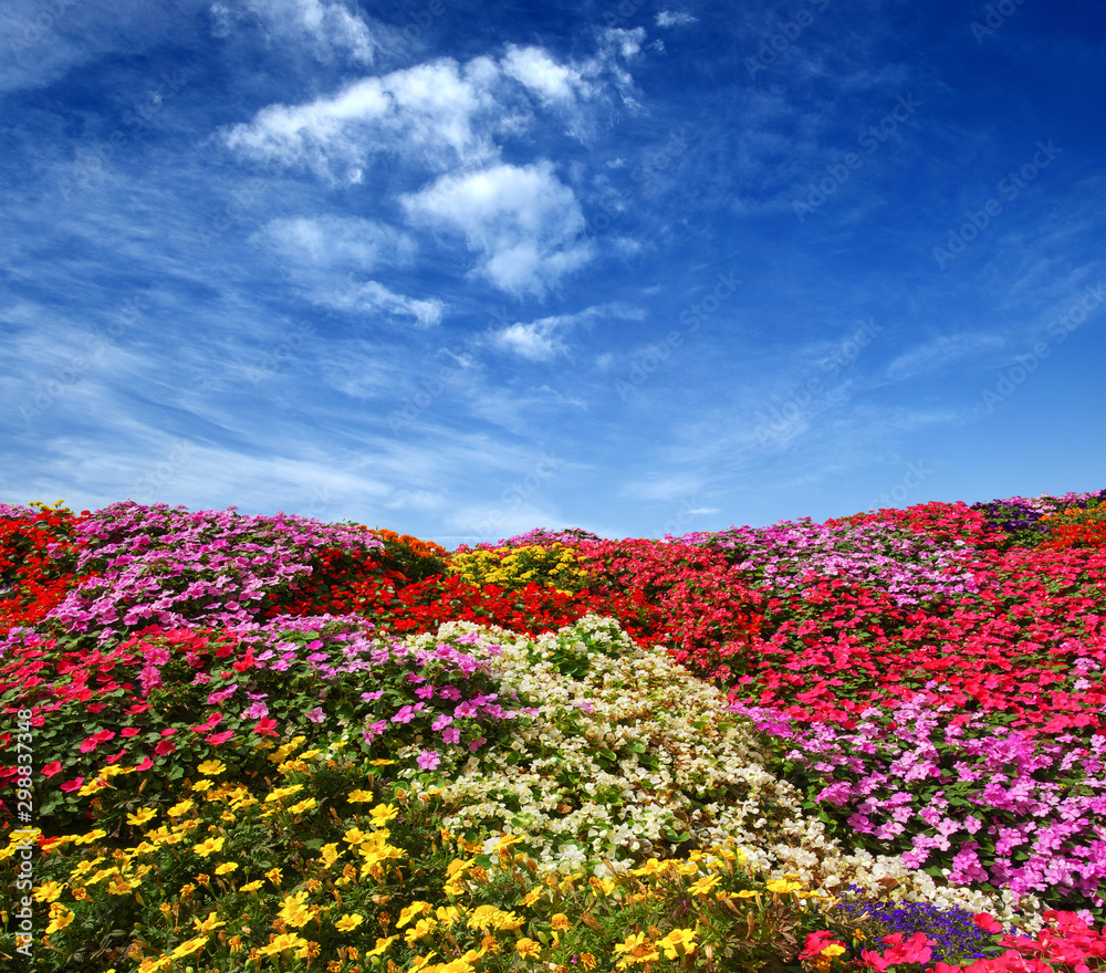 雏菊的田野