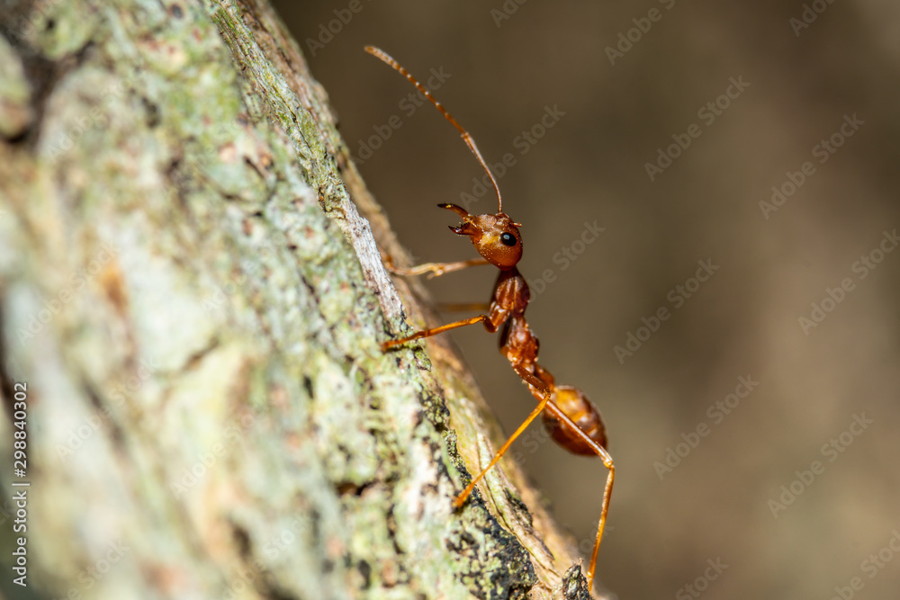 macro shot of ants on tree, closeup ants