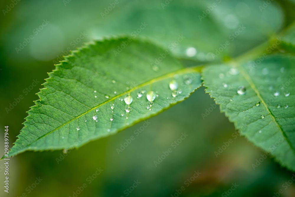 背景是带水滴的绿叶。自然和绿色植物保护。特写。