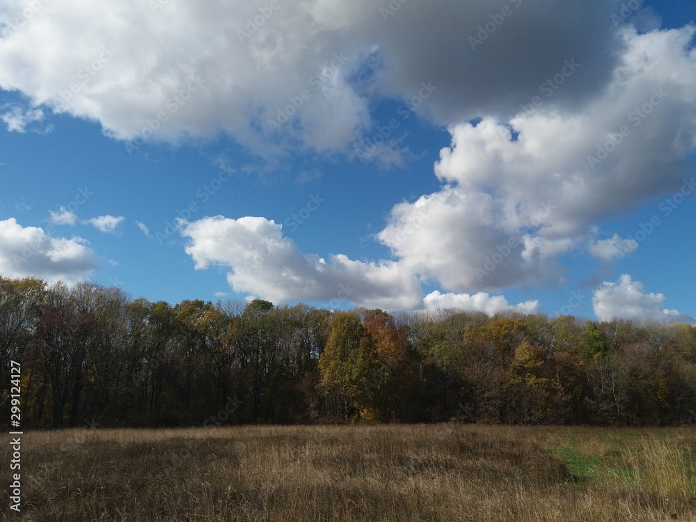 秋天。森林。树木。自然。风景。