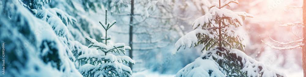 Beautiful tree in winter landscape in the morning