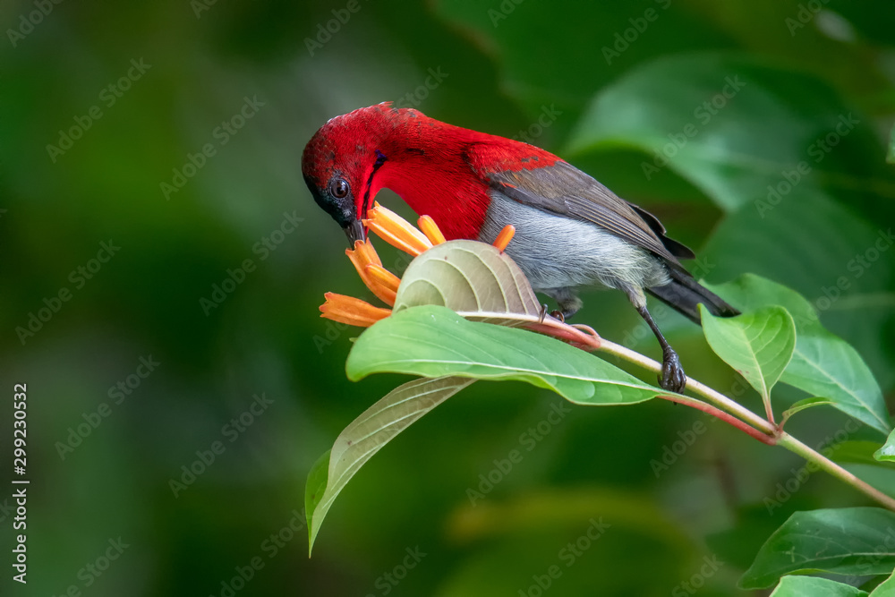 Crimson Sunbird is sucking nectar from flowers.