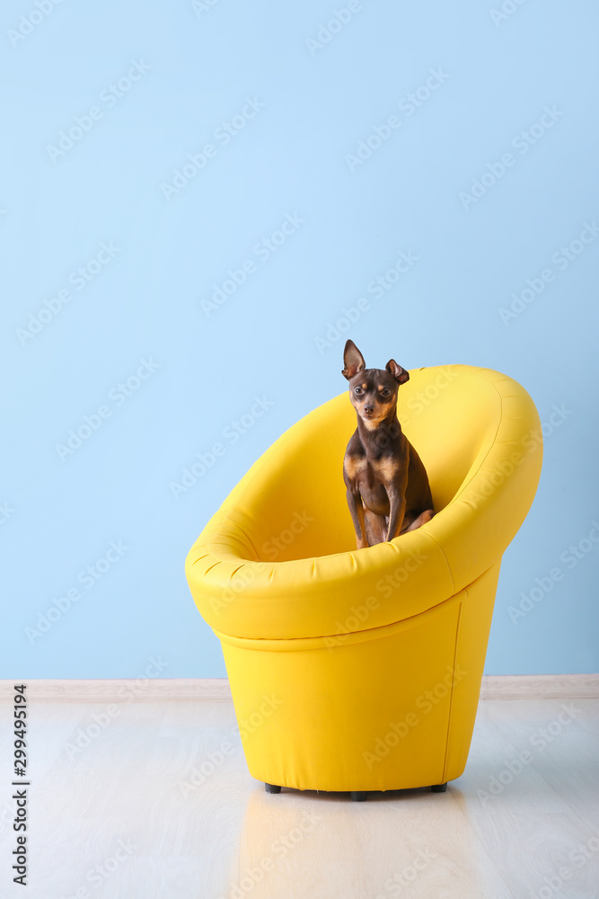 Cute toy terrier dog in armchair indoors