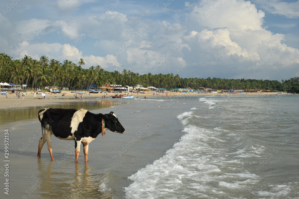 Kuh am Strand von Goa，印度