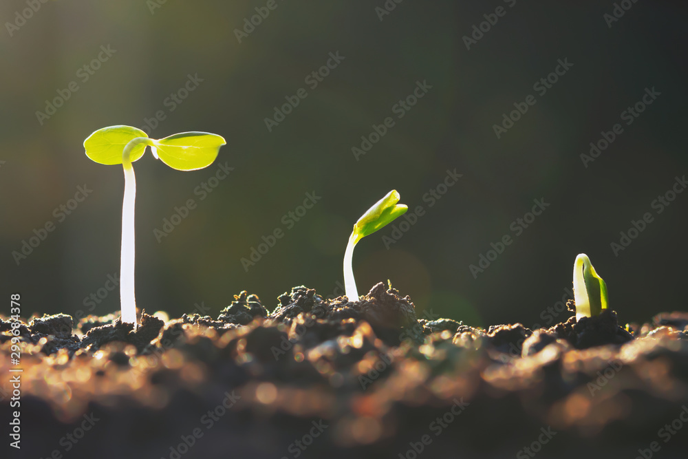 日落背景下农场的植物生长。农业播种生长步骤概念