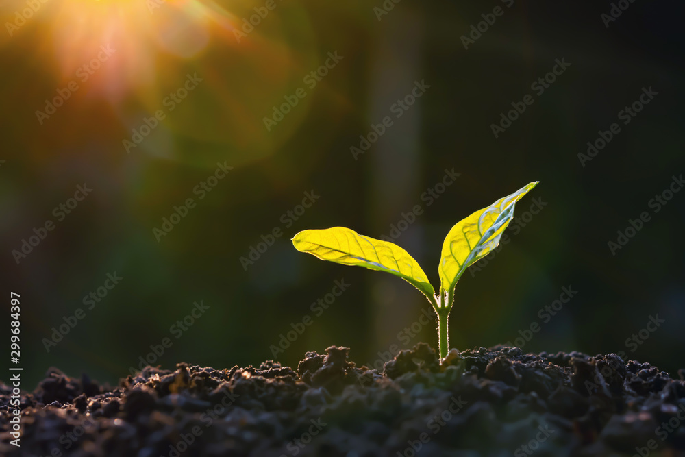 阳光背景下农场的植物生长。农业播种生长步骤概念