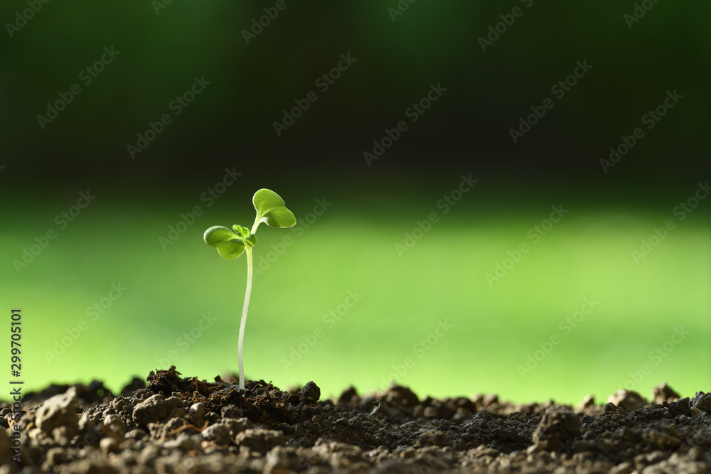 Young plant in the morning light growing out from soil