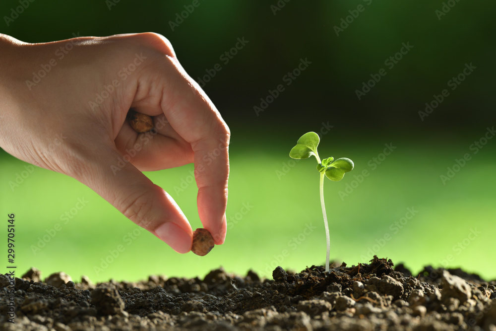 Person ’s hand planting seeds in soi