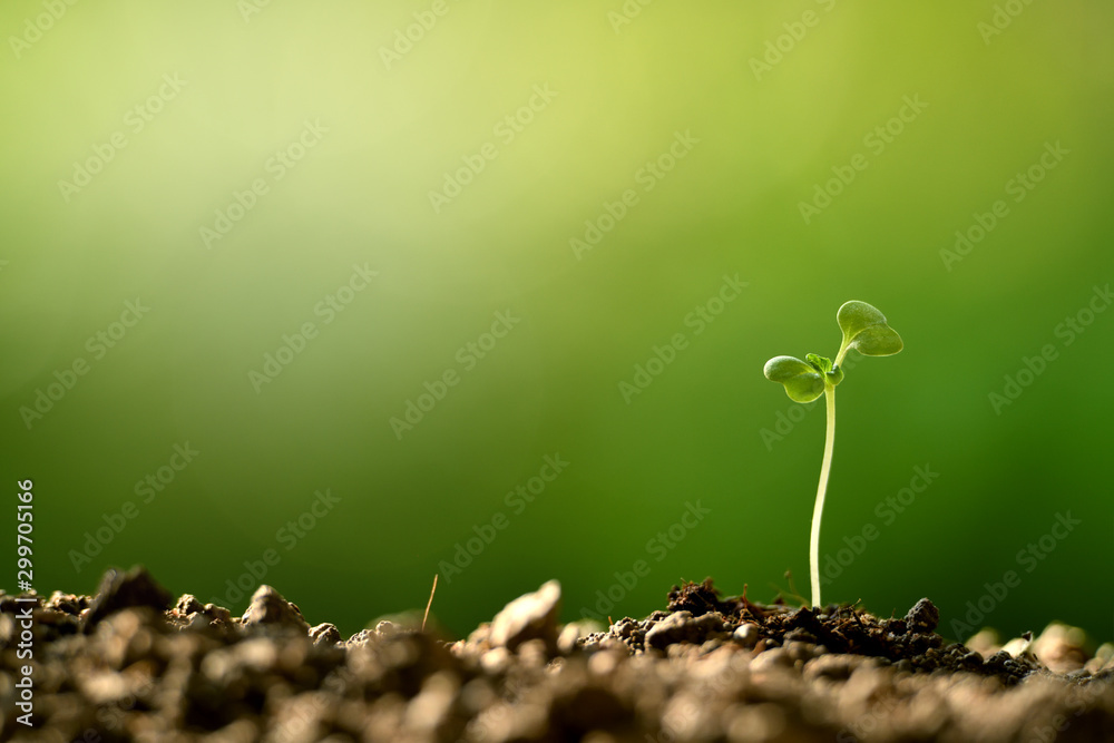 Young plant in the morning light growing out from soil