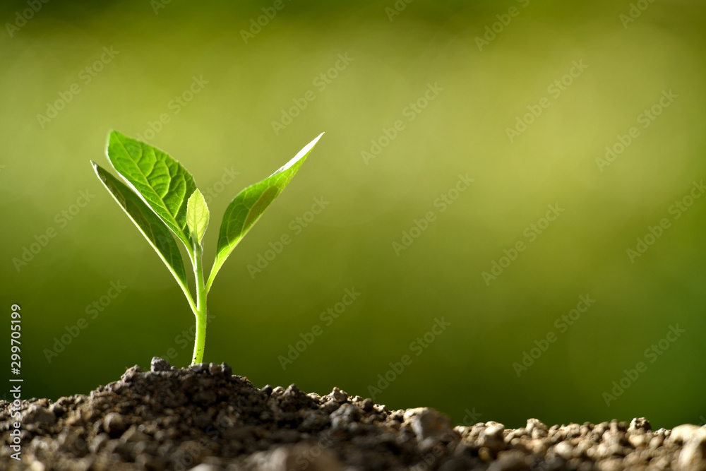 Young plant in the morning light growing out from soil