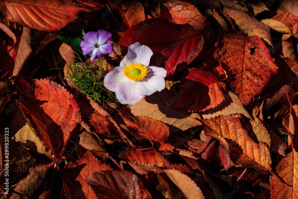 Herbstblätter mit Blüten