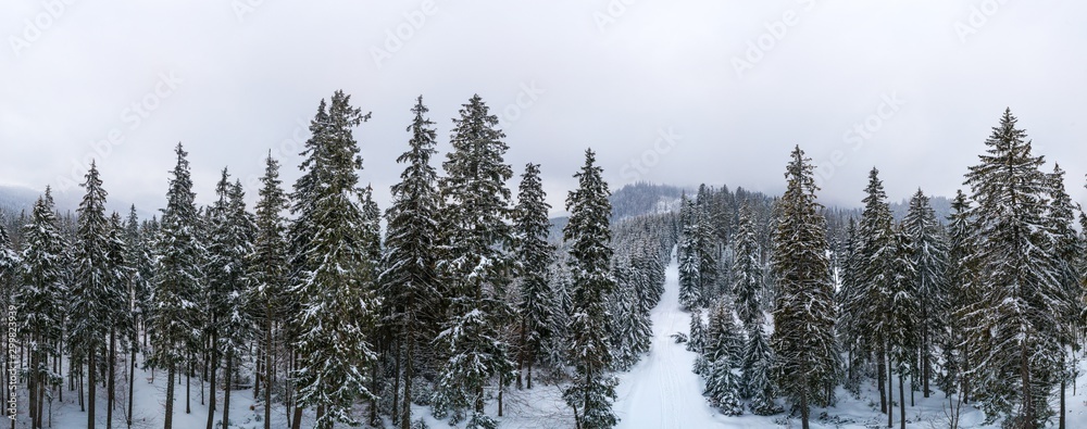 美丽的白雪覆盖的云杉全景