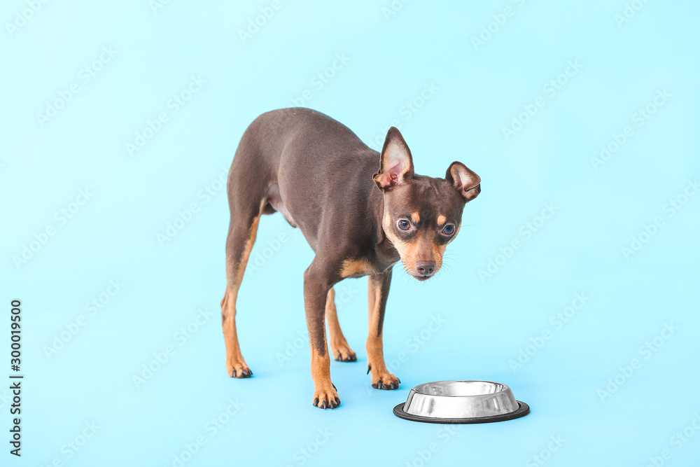 Cute toy terrier dog with bowl of food on color background