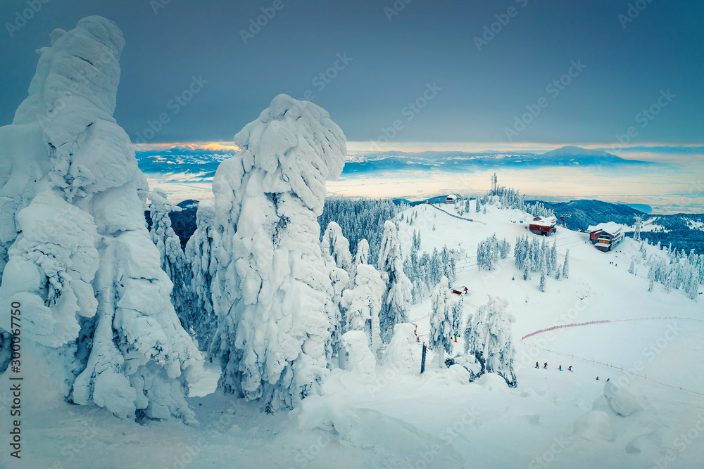 波亚纳·布拉索夫雾蒙蒙的冬季景观，白雪皑皑的松树