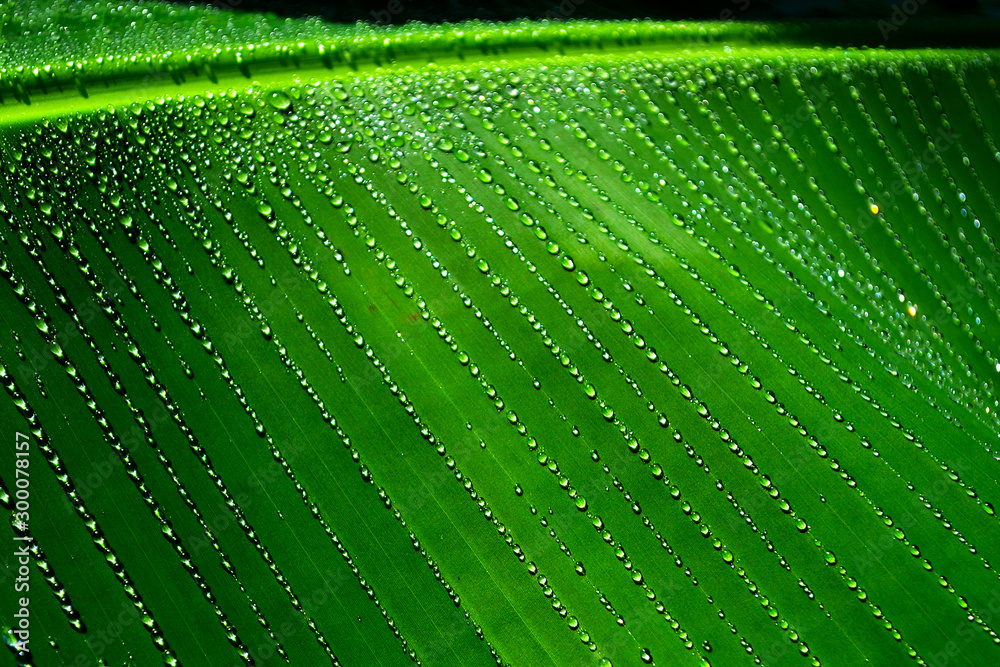 Water droplets on banana leaves, banana, banana leaves in the rainy season.