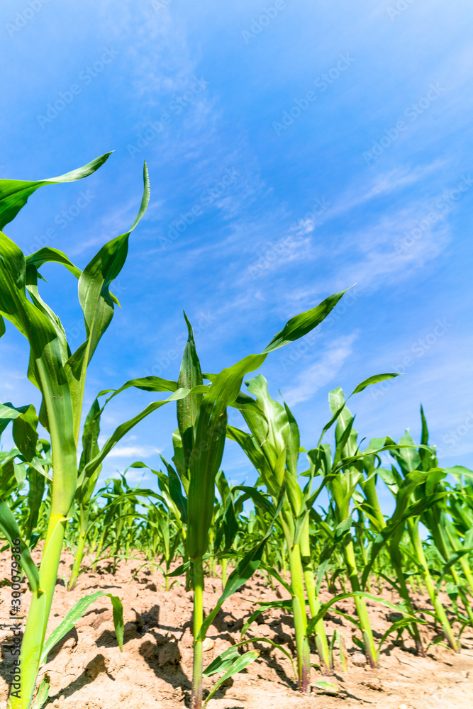 Agricultural field with corn seedlings