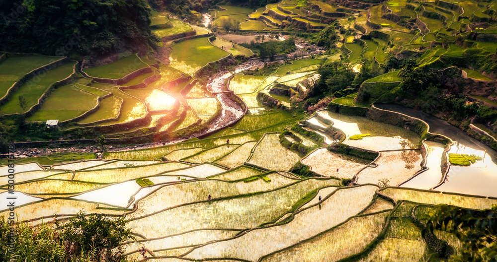 Ifugao Rice Fields of Luzon