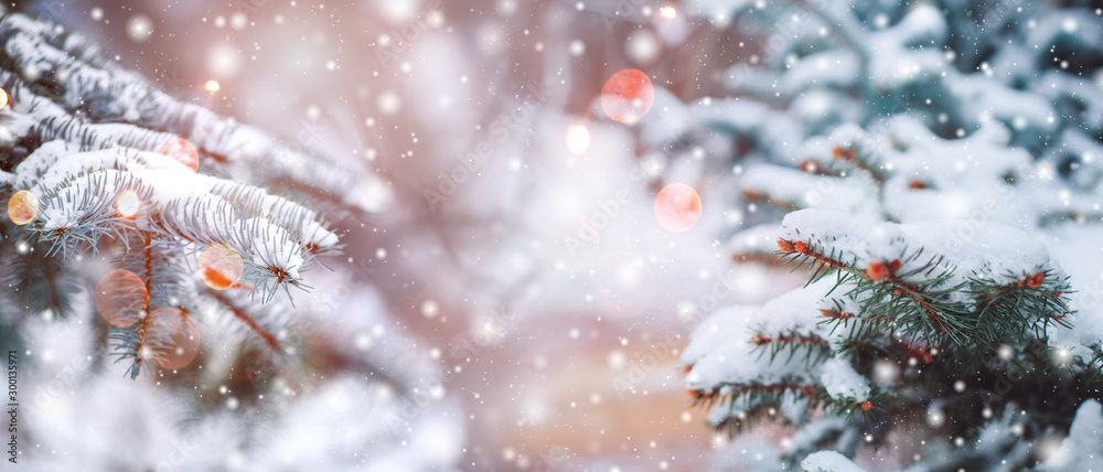 Frosty winter landscape in snowy forest. Christmas background with fir trees and blurred background 