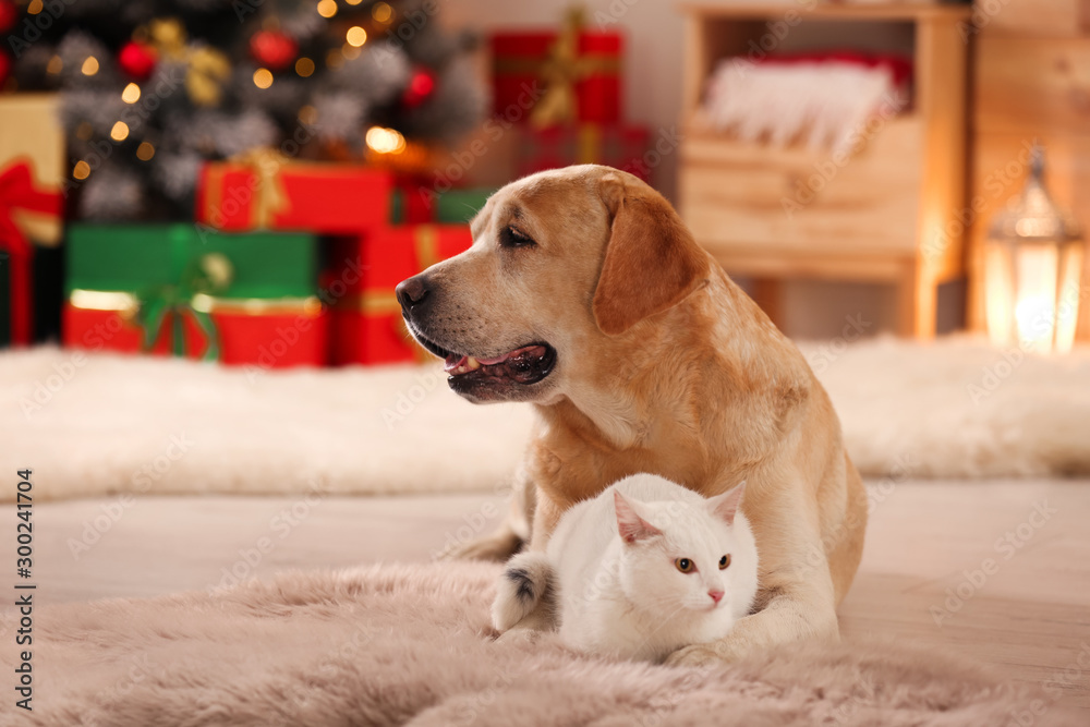 Adorable dog and cat together at room decorated for Christmas. Cute pets