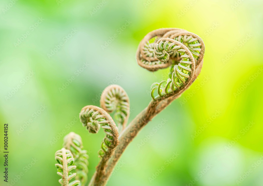 特写绿色蕨类植物的叶子卷曲生长在热带雨林中