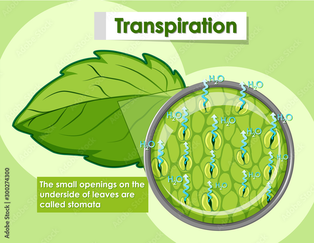 Diagram showing details of plant cell