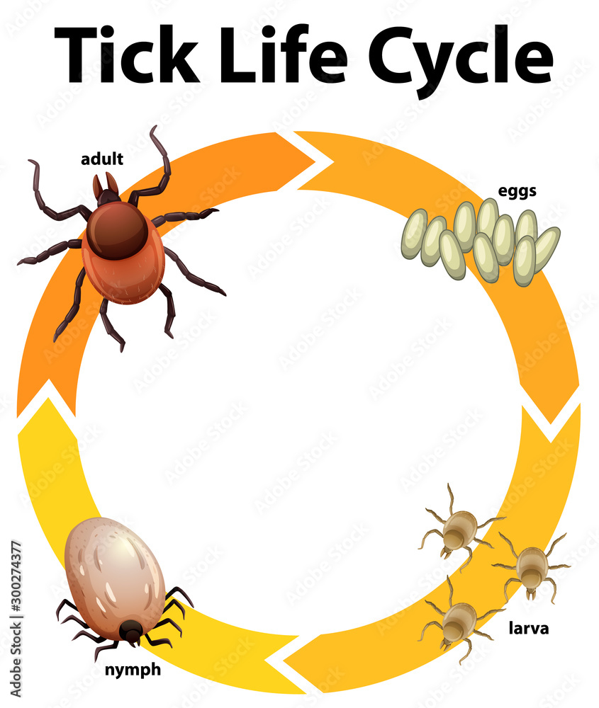 蜱虫生命周期示意图