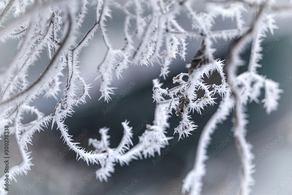 冬天的一棵树枝被雪覆盖。阳光明媚的冬天。木头上有霜