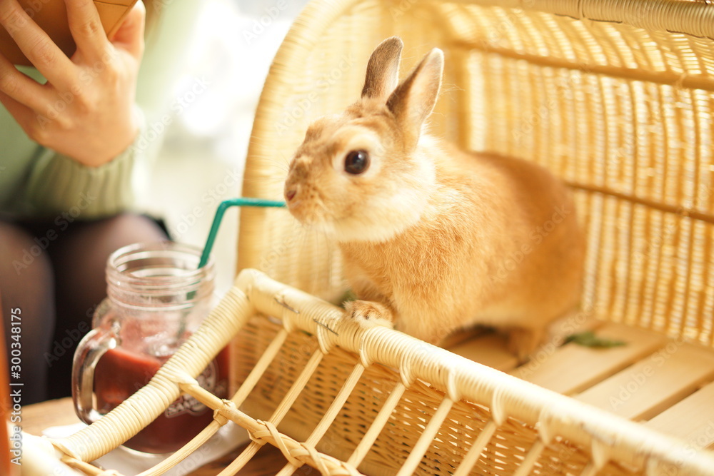 カフェのうさぎ