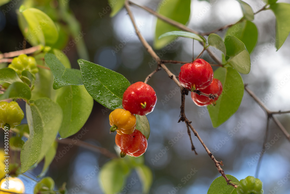 closeup of a branch with fresh pitangas / suriname cherry / brazilian cherry / cayenne cherry and bl