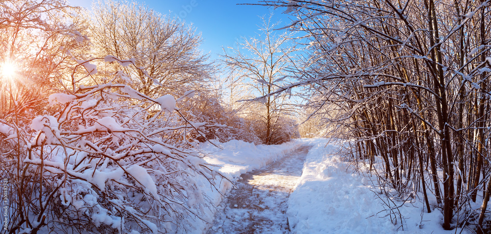 雪地冬日早晨的雪地小路