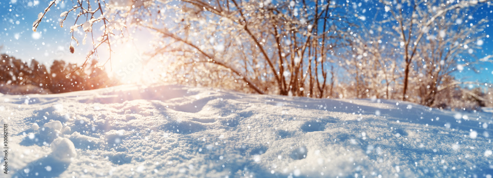 蓝天背景下被雪覆盖的树枝