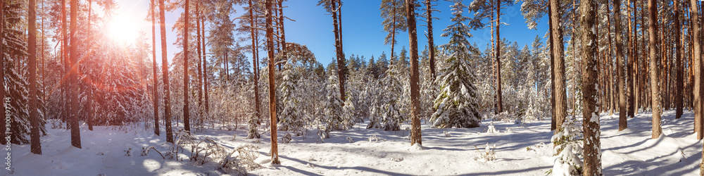 Pine trees covered with snow