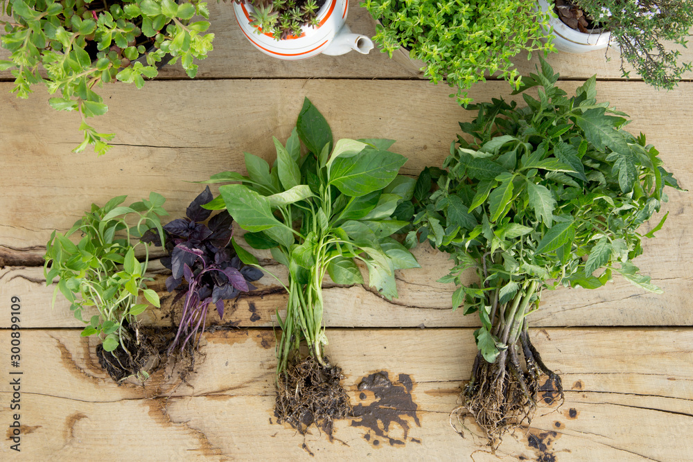 Seedlings, plants in pots and garden tools on the wooden table, gardening concept