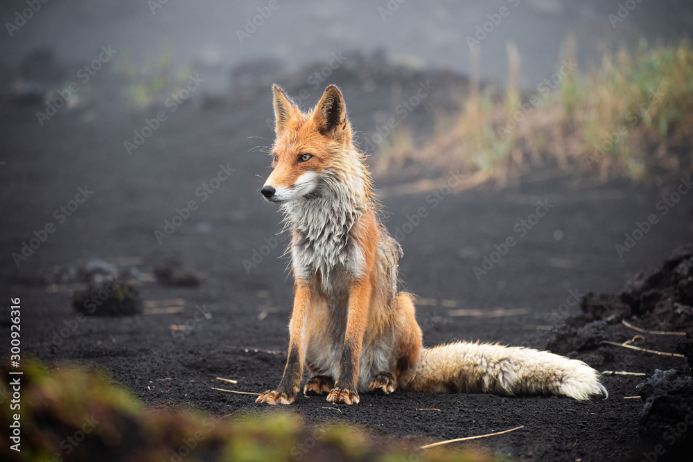 Red fox close up. Portrait of a fox in Kamchatka