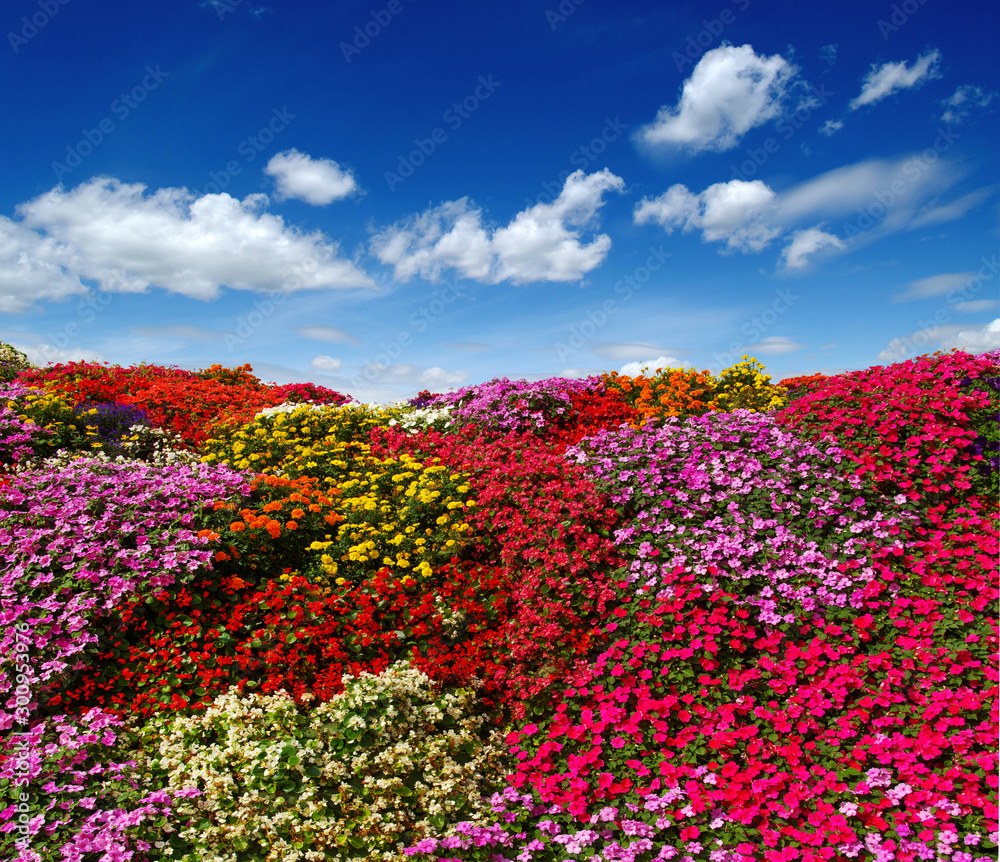 田野上盛开的花朵