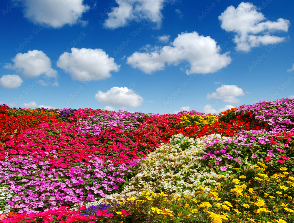 Field of daisies