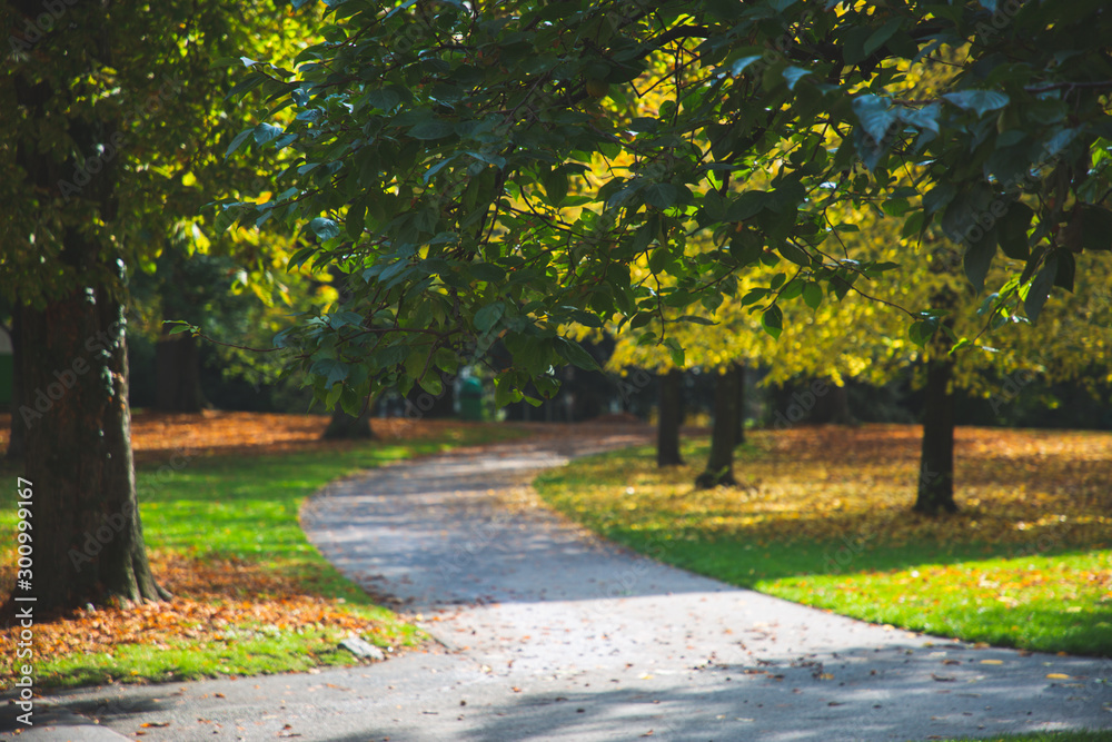 Green trees in the park For walking , Installment or party.