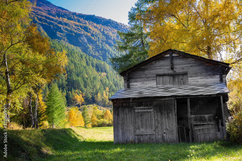 Old the wood House tree yellow pack Autumn in  spring colorful leaf.