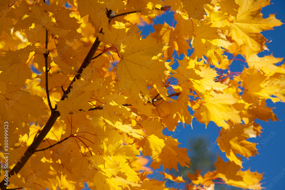 Yellow autumn leaves on the tree in the background of the blue sky   