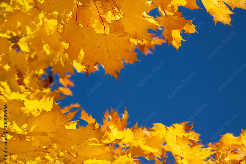 Yellow autumn leaves on the tree in the background of the blue sky   