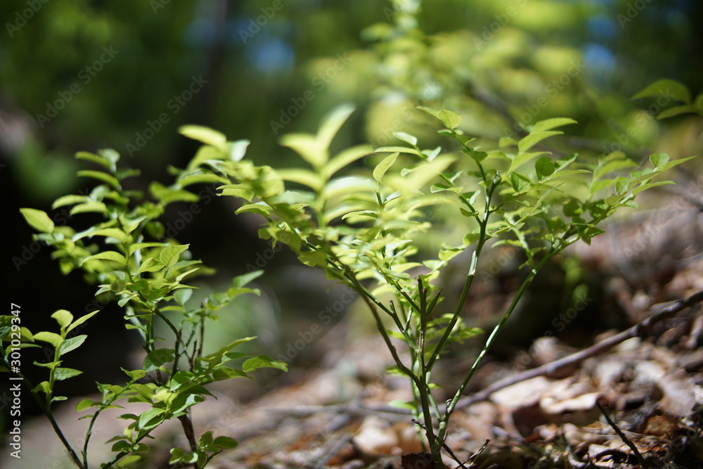 Pfälzer Wald