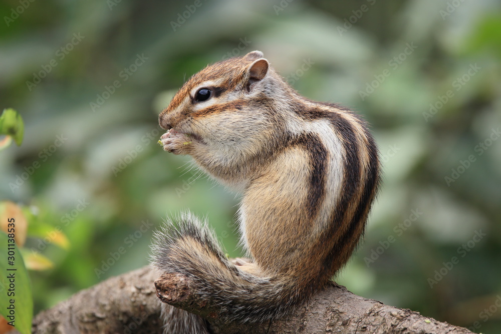 シマリス