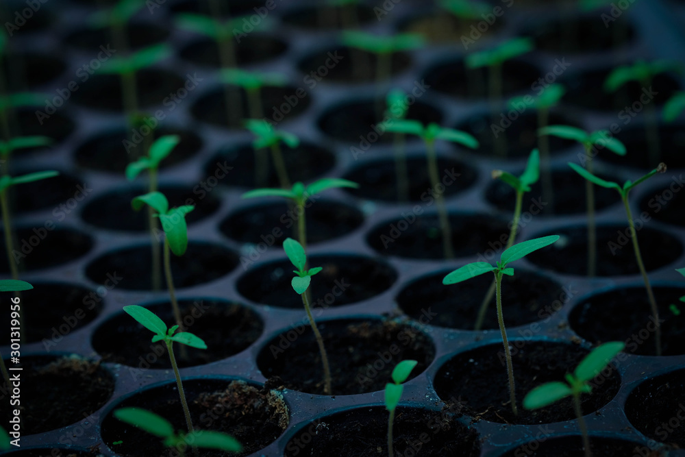 selective Close-up of green seedling, Green salad growing from seed, Organic salad in the garden Pla