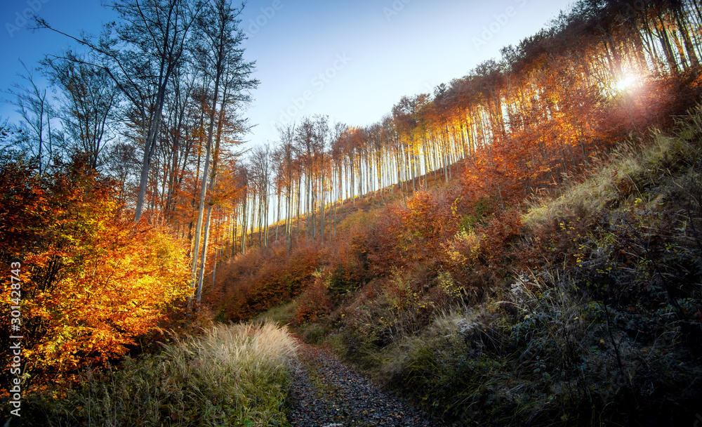 Autumn colorful forest at the mountain with sunset