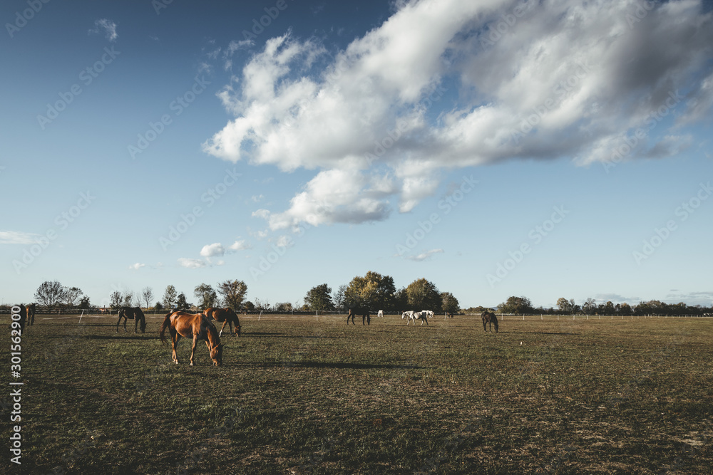 Nature (Autumn) Rajka, Hungary