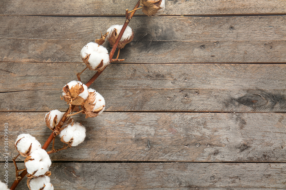 Beautiful cotton branch on wooden background