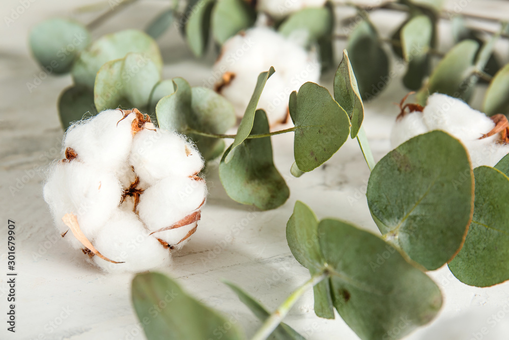 Beautiful cotton flowers and eucalyptus branches on light background, closeup