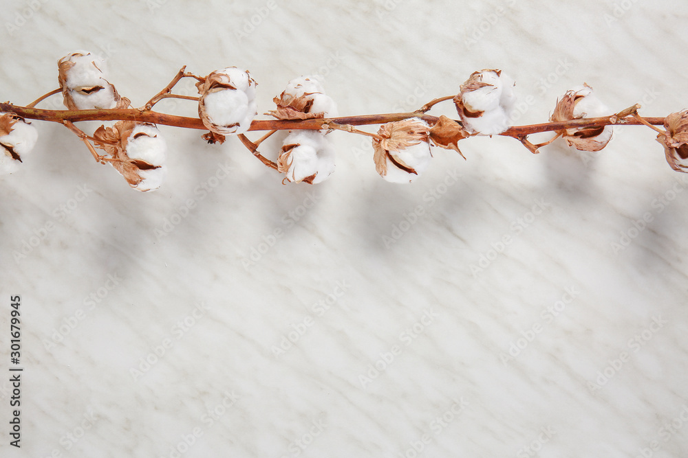 Beautiful cotton branch on light background