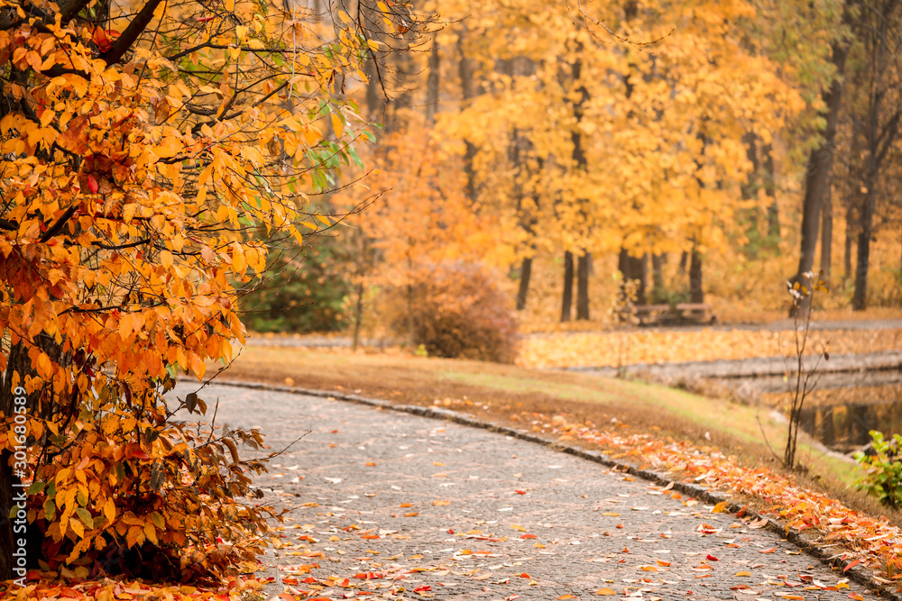 View of beautiful autumn park