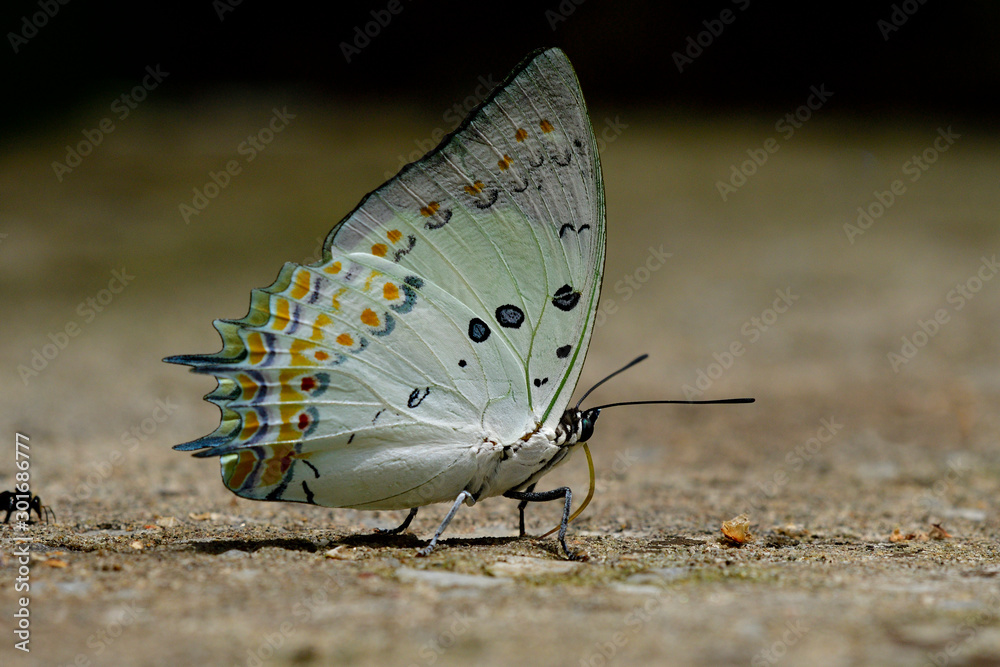 Jewelled Nawab (Polyura delphis) beautiful pale green butterfly with black and orange diamond spots 